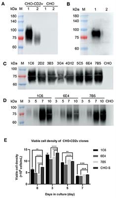 Development of an indirect ELISA for the identification of African swine fever virus wild-type strains and CD2v-deleted strains